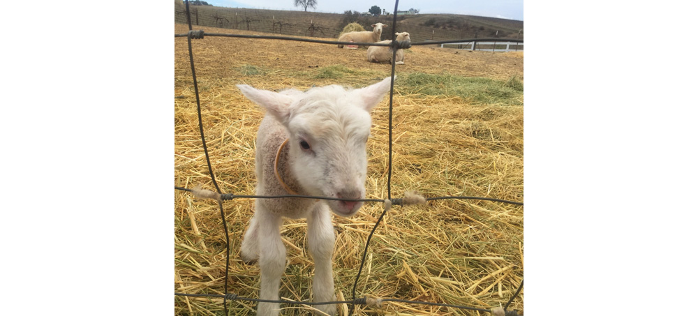 baby sheep 1
