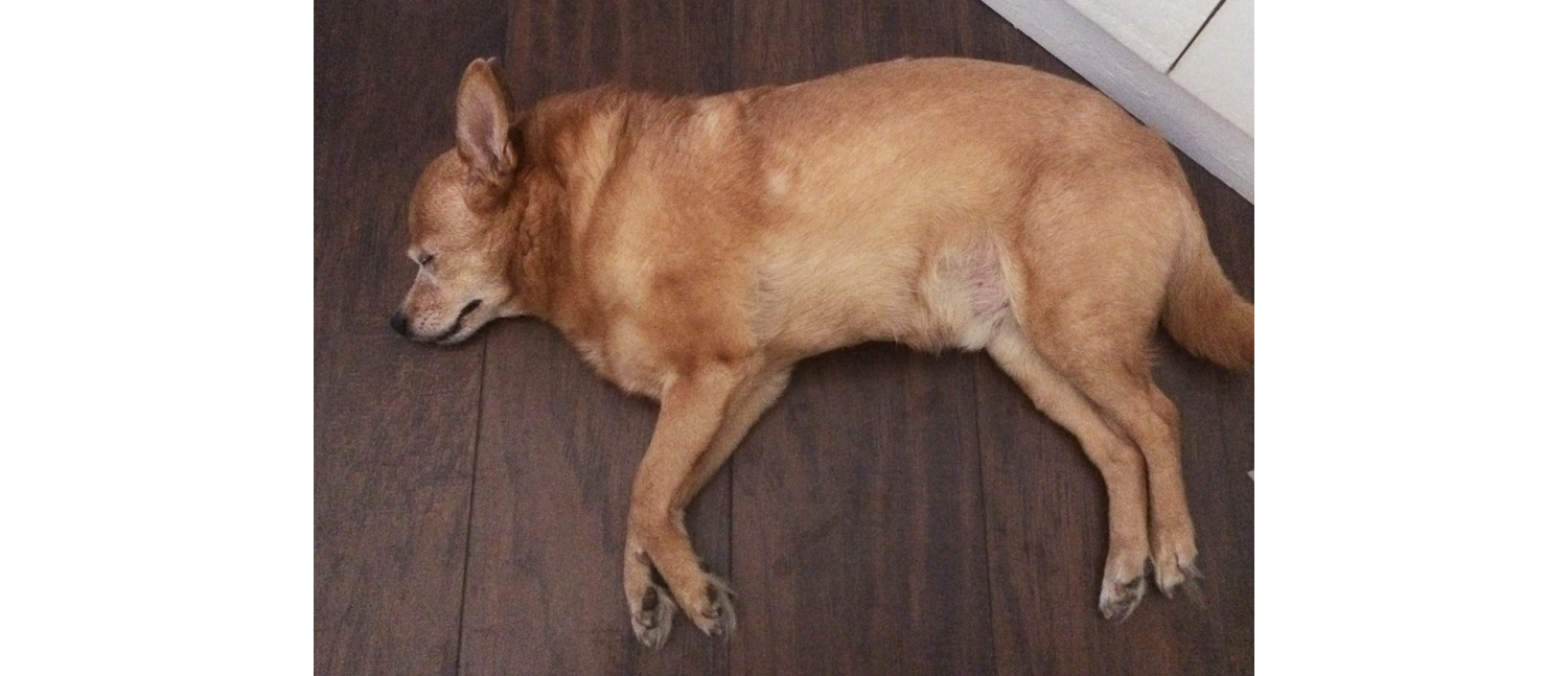 Rico naps at Baby Oak