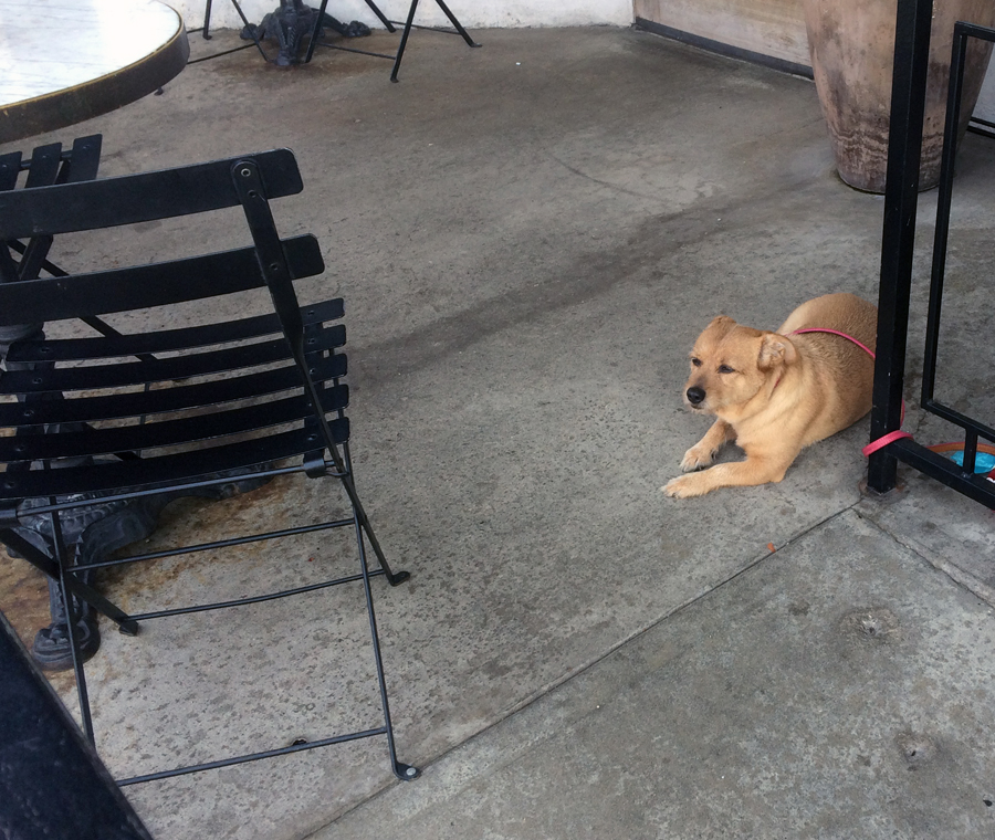 cafe dog