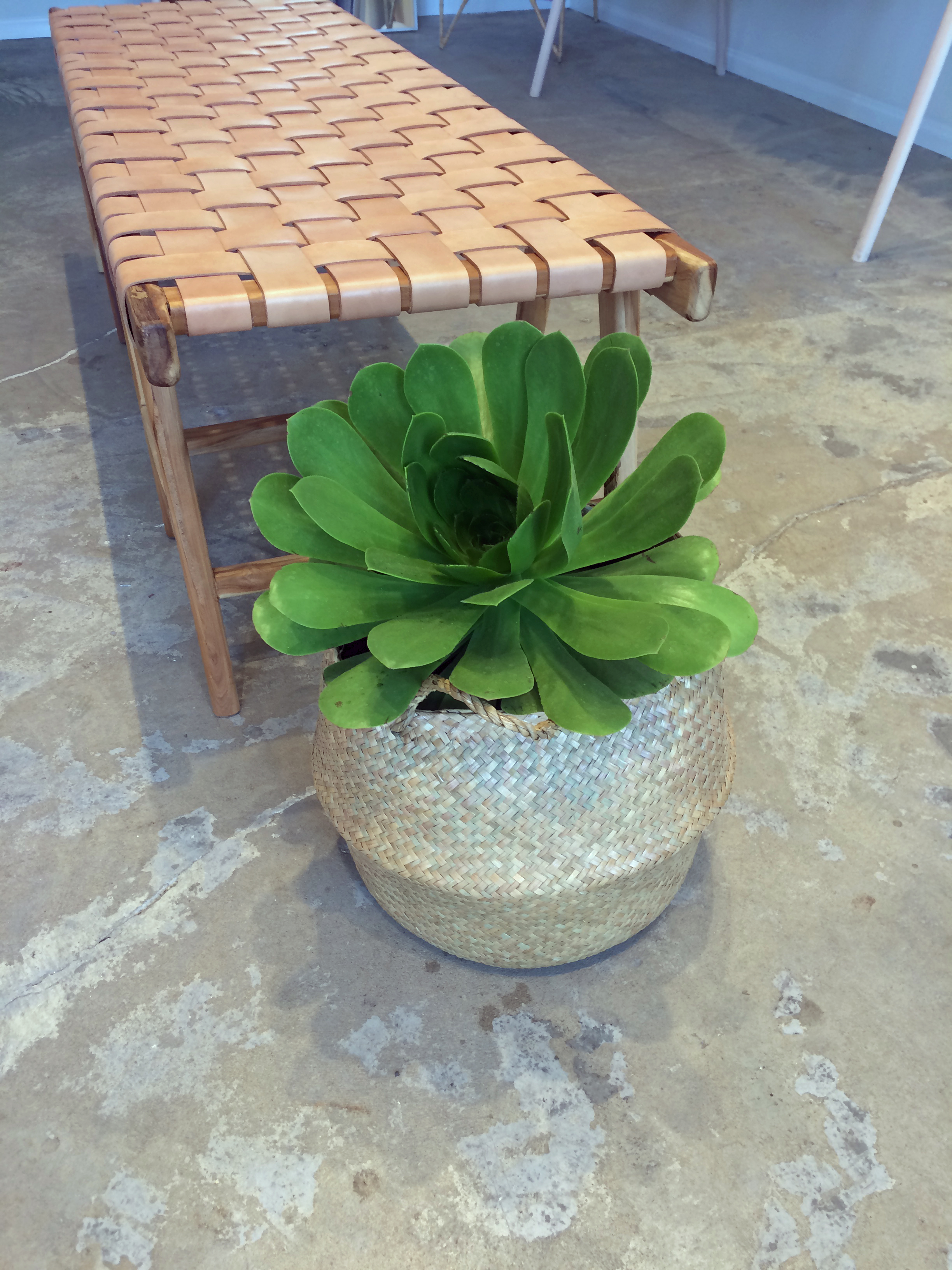 succulent on concrete floor